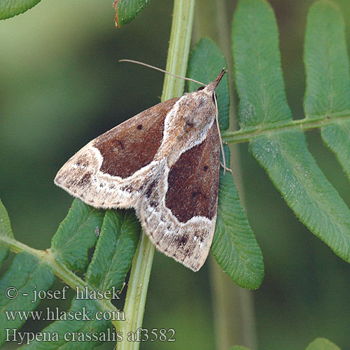 Hypena crassalis Усатка утолщеннолинейная Ophiuche Bomolocha