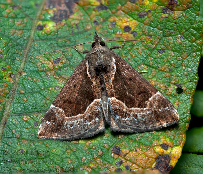 Källfly Blabarnebbfly Lähdeyökkönen Hypena crassalis