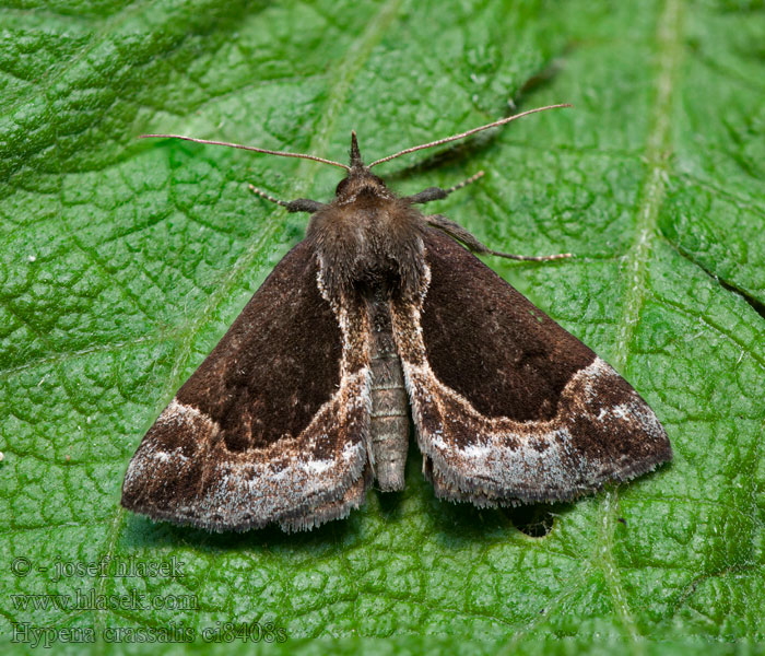 Kotarnica jagodnica Pamora čučoriedková Hypena crassalis