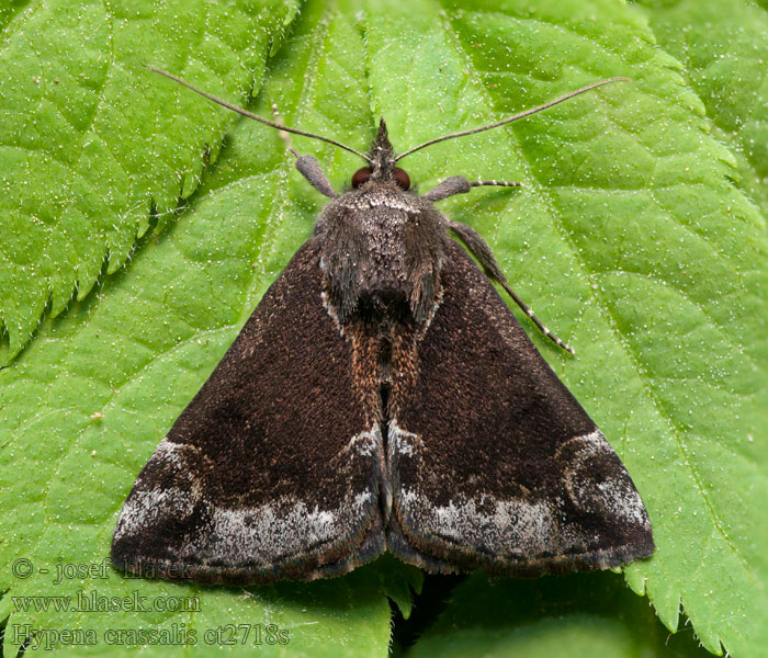 Hypena crassalis Beautiful Snout Samteule Zobonosec borůvkový