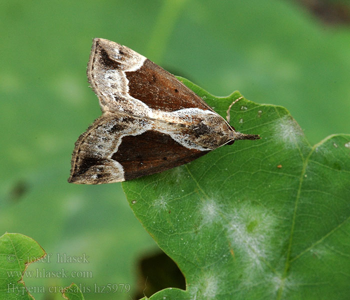 Beautiful Snout Samteule Hypena crassalis