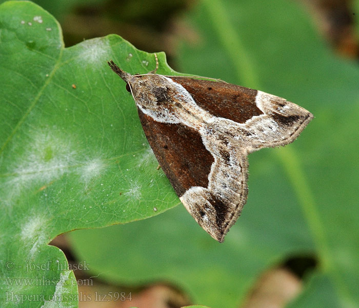 Zobonosec borůvkový Hypena crassalis