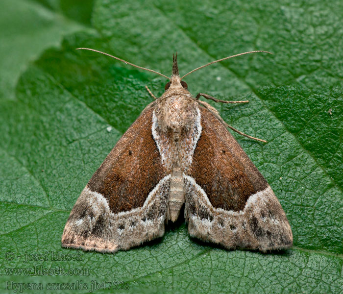 Beautiful Snout Samteule Hypena crassalis