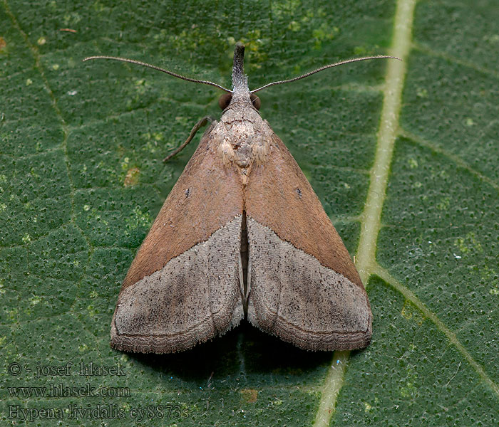 Hypena lividalis