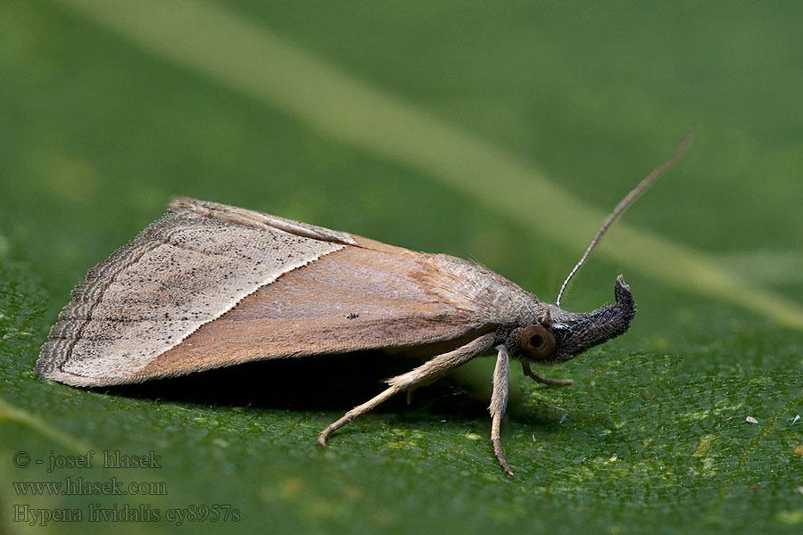 Hypena lividalis Hypène livide