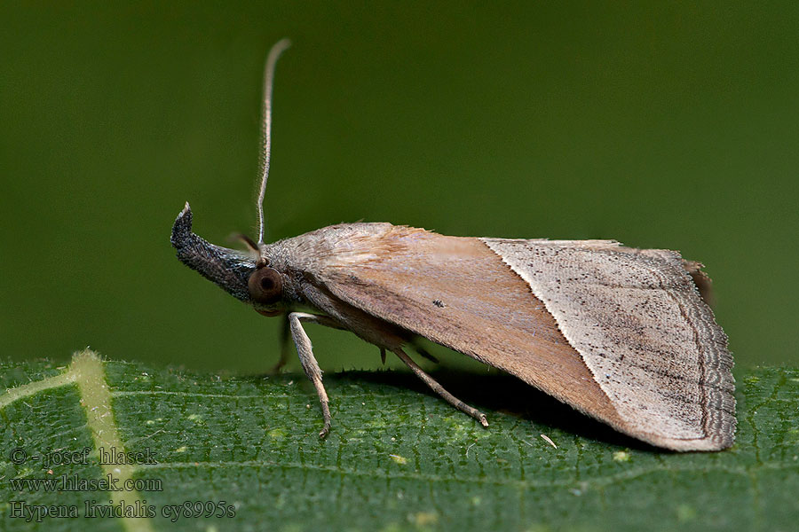 Hypena lividalis Blyfärgat näbbfly