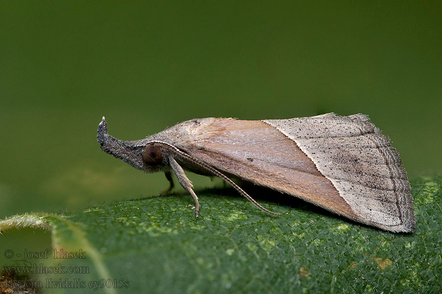 Hypena lividalis Blyfarvet næbugle