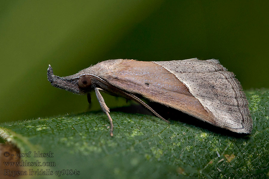 Hypène livide Hypena lividalis