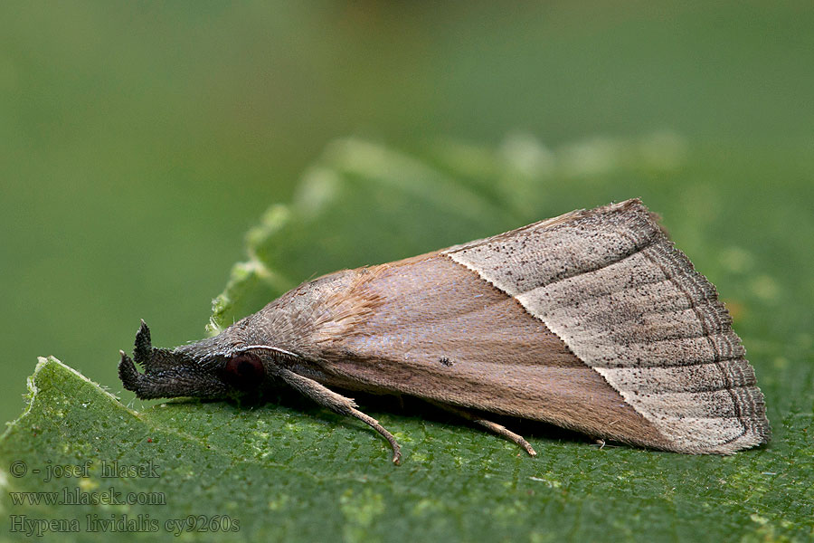 Blyfarvet næbugle Hypena lividalis