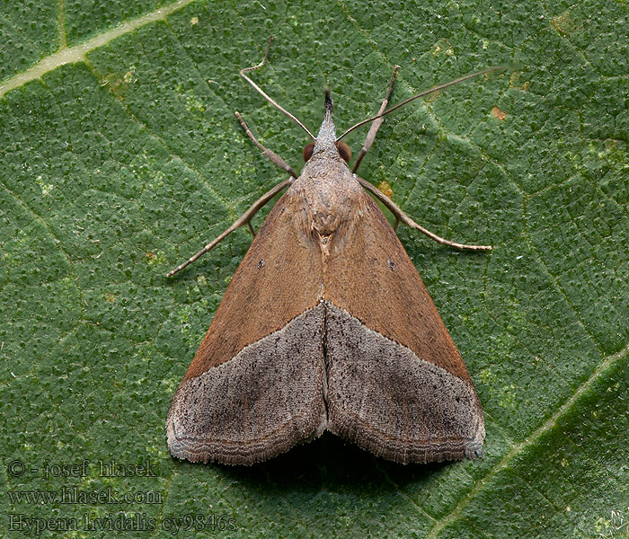 Hypena lividalis