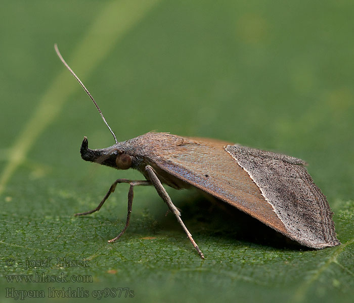 Hypena lividalis