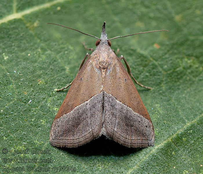 Hypena lividalis