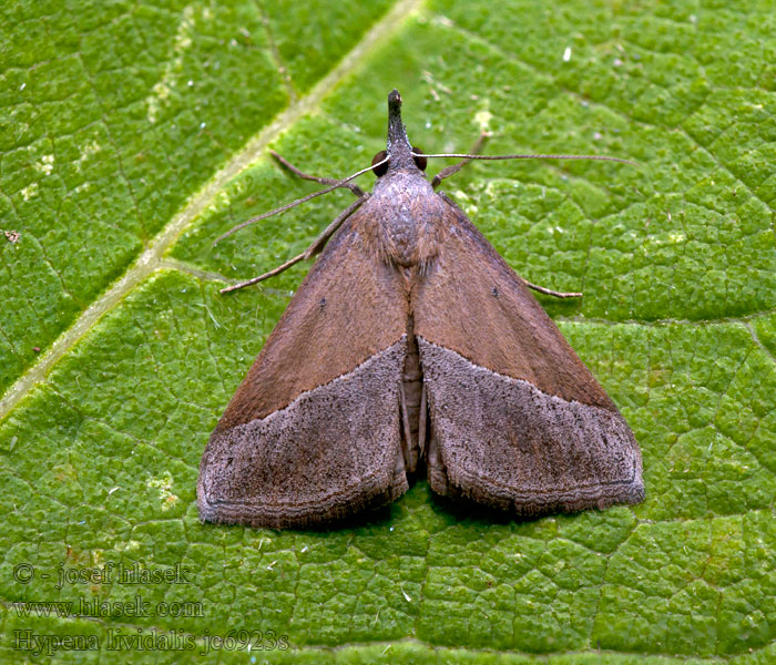 Hypena lividalis