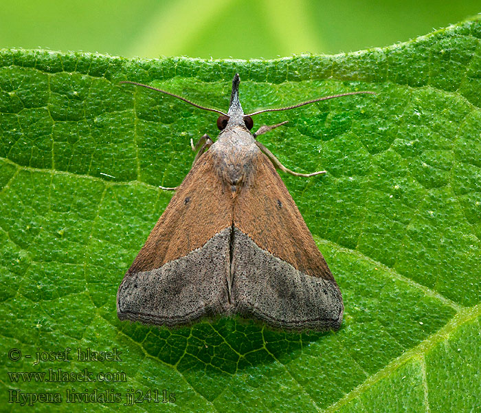 Hypena lividalis