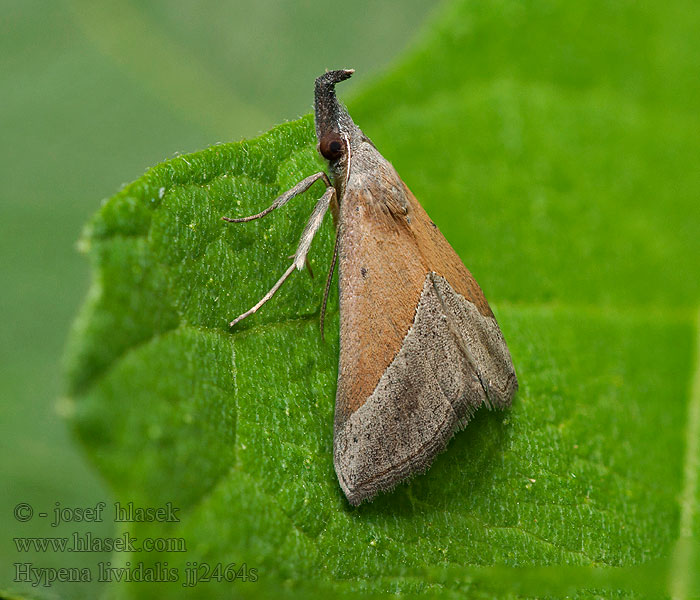 Hypena lividalis