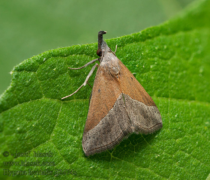 Hypena lividalis