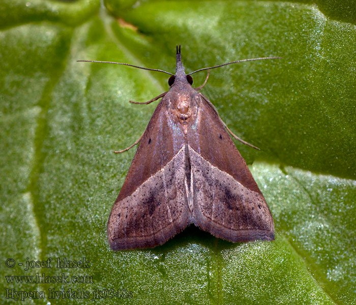 Hypena lividalis