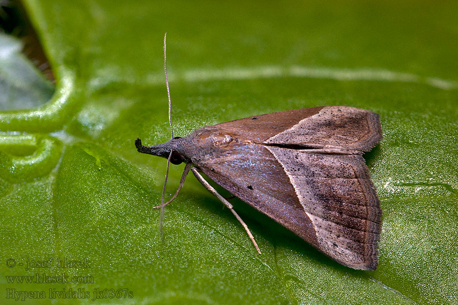 Blyfärgat näbbfly Blyfarvet næbugle Hypena lividalis