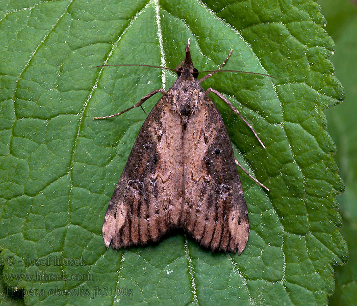 Brandnetelsnuituil Spetsvingat näbbfly Hypena obesalis