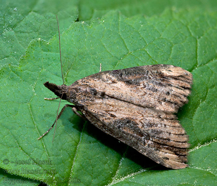 Zobonosec hluchavkový Voralpen-Schnabeleule Hypena obesalis