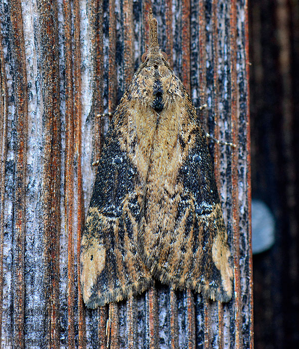 Zobonosec hluchavkový Hypena obesalis