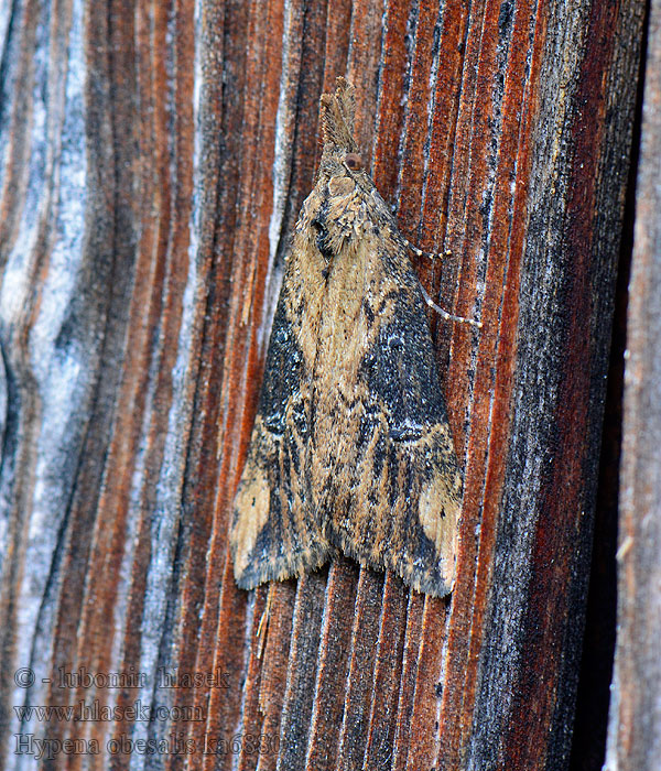 Hypena obesalis Brandnetelsnuituil Spetsvingat näbbfly