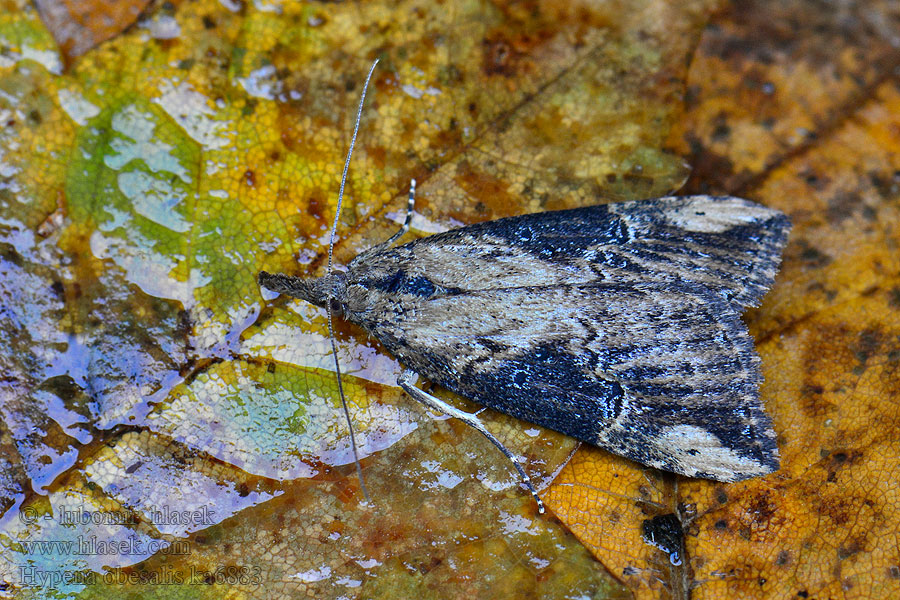 Hypena obesalis Voralpen-Schnabeleule