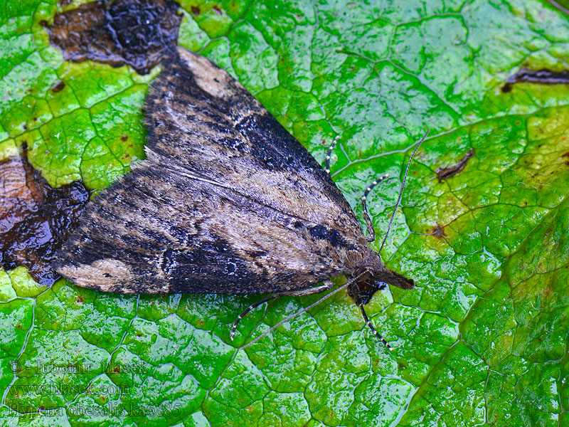 Hypena obesalis Zobonosec hluchavkový