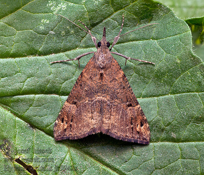 Zobonosec horský Bloxworth snout Hypène des ponts Dubbelstipsnuituil Hypena obsitalis