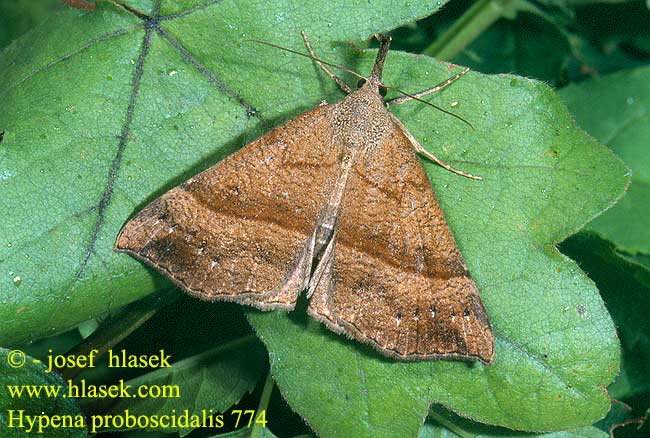 Hypena proboscidalis Snout Noctuelle museau Ormányos karcsúbagoly