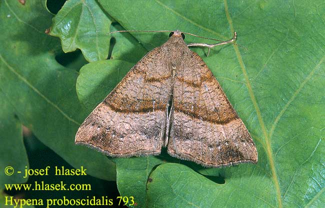 Hypena proboscidalis Nessel-Schnabeleule Pamora žihľavová