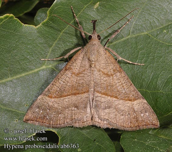 Hypena proboscidalis Zobonosec kopřivový Усатка обыкновенная