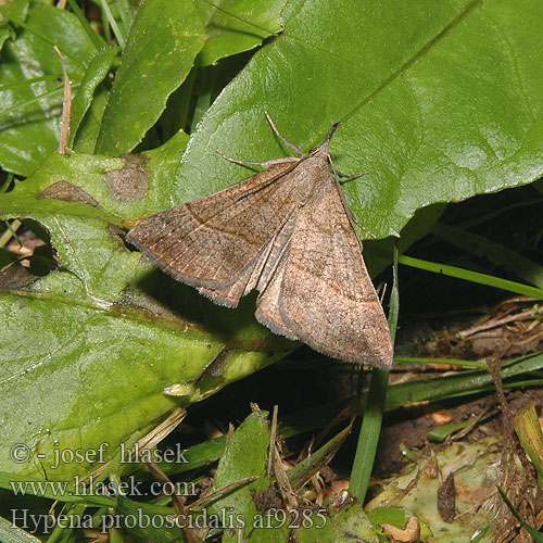 Hypena proboscidalis Neslenebbfly Isonokkayökkönen Rabugle snudeugle