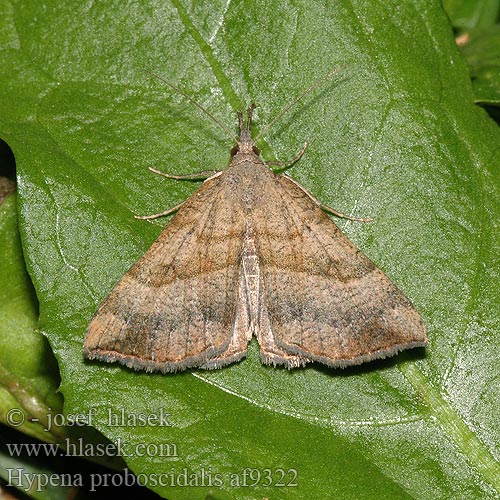 Hypena proboscidalis フタオビアツバ Snout Noctuelle museau