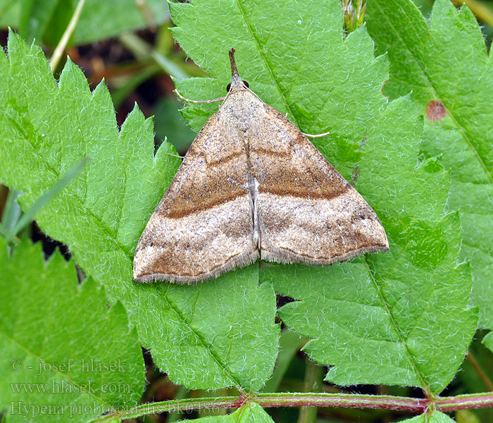 Hypena proboscidalis Snout Noctuelle museau