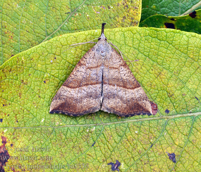 Hypena proboscidalis Ormányos karcsúbagoly