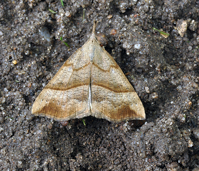 Hypena proboscidalis Nessel-Schnabeleule<