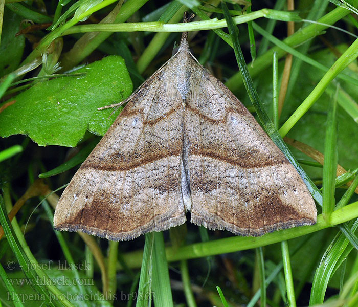 Hypena proboscidalis Pamora žihľavová