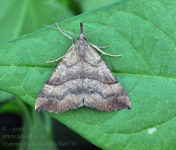 Hypena proboscidalis Zobonosec kopřivový