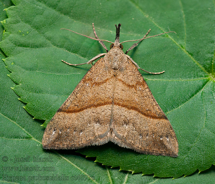 Hypena proboscidalis