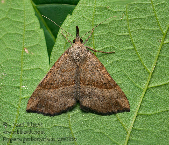 Hypena proboscidalis