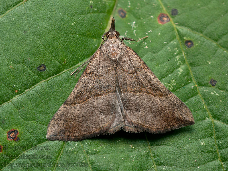 Zobonosec kopřivový Hypena proboscidalis