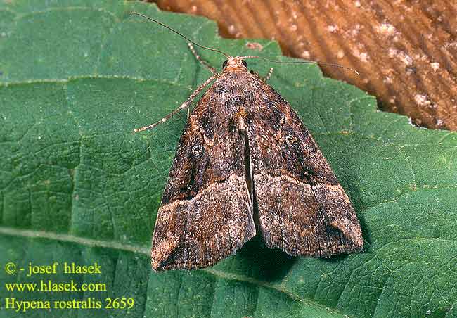 Hypena rostralis Buttoned Snout Hopfen-Zünslereule