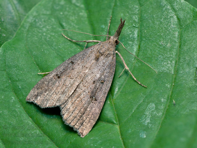 Zobonosec chmelový Pamora chmeľová Puckligt näbbfly Hypena rostralis