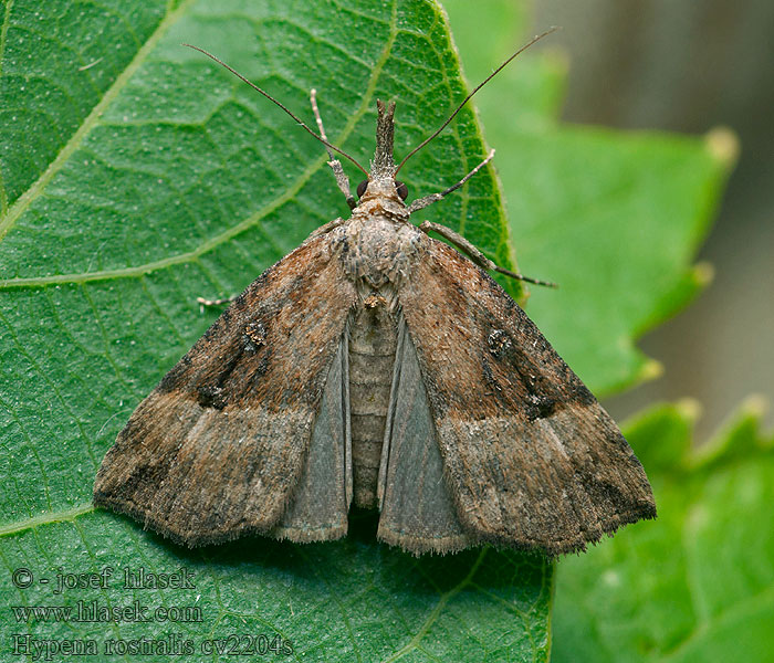 Hypena rostralis Zobonosec chmelový Усатка длиннощупиковая