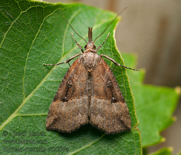 Zobonosec chmelový Усатка длиннощупиковая