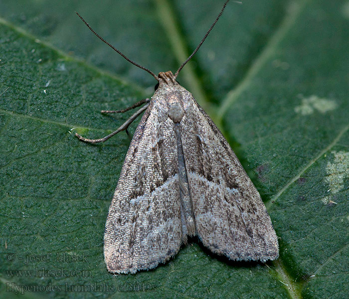 Hypenodes humidalis Můřička rašelinná Moor-Motteneule