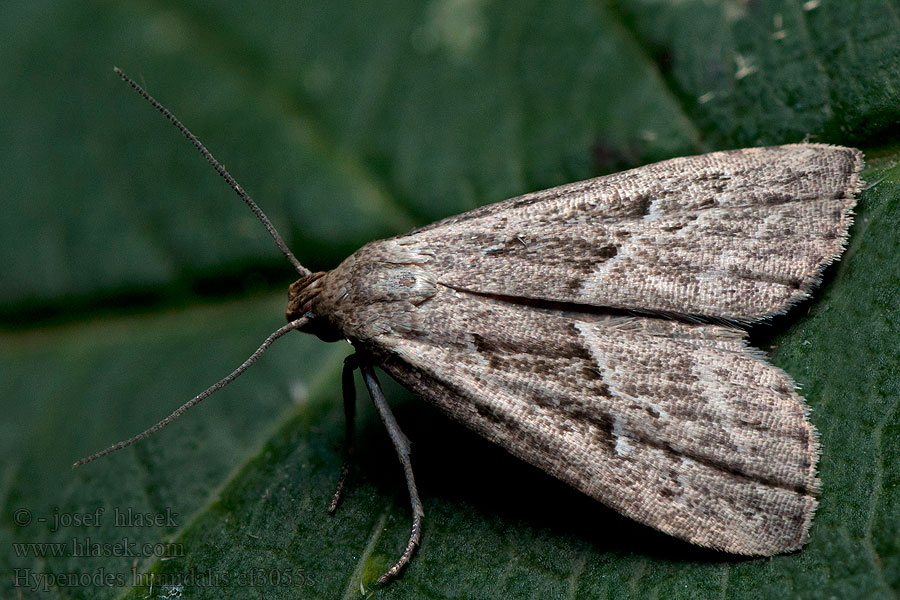 Marsh Oblique-barred Pamora močiarna Hypénode Tourbières