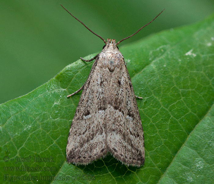 Moor-Motteneule Hypenodes humidalis