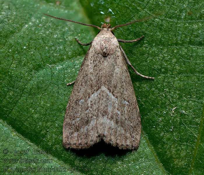 Marsh Oblique-barred Hypenodes humidalis